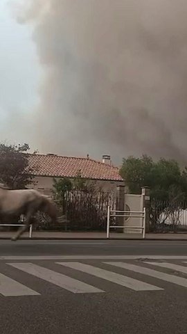 Haunting scene shows horses run through wildfire smoke