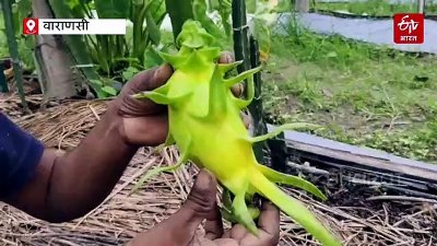 वाराणसी में इजरायली ड्रैगन फ्रूट की खेती, लाखों कमाई; किसानों के लिए क्यों है यह 'यलो गोल्ड'