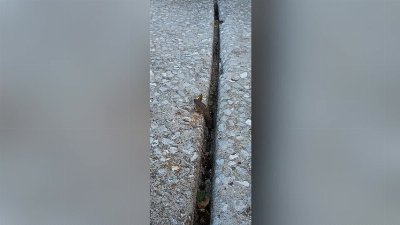 Snake Emerges From Crack to Swallow Fish Whole