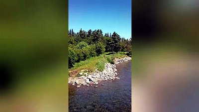 Grizzly Bear Snatches Salmon in Incredible Display of Wild Hunting