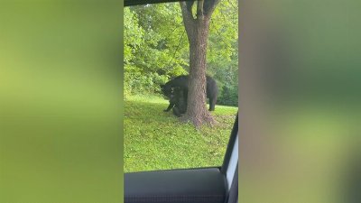 Mama Bear Playing With Cubs Delights Commuters