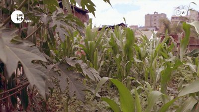 Growing food in the sand with algae || DW's Eco Africa