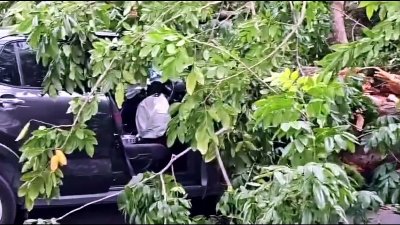 Tree crushes car on Macalister Road in Penang, three family members injured