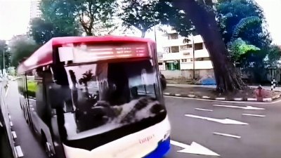 Root rot, trunk cavity caused 90-year-old tree to collapse in Penang, says MBPP