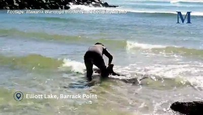 Dolphin rescue at Barrack Point
