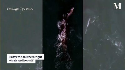 Bassy the southern right whale