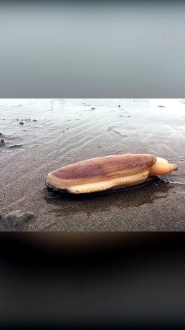 This Is How A Clam Digs Under The Sand 🦪🏖️
