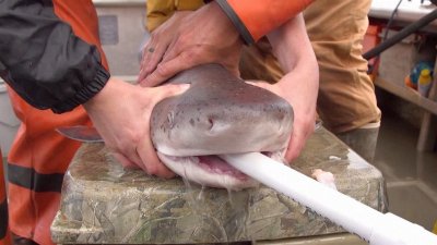 Davis fights to protect sharks in the San Francisco Bay