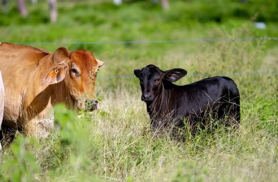Premier Collinsville cattle property Panhandle hits the market.