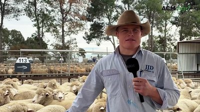 Getting weaning rates higher is top of mind for sheep producers this season