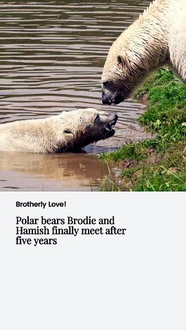 Polar Bears Brodie and Hamish finally meet after 5 years