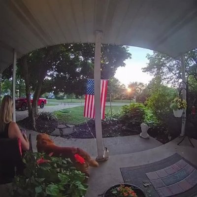 Golden Retriever Accidentally Breaks Porch Post