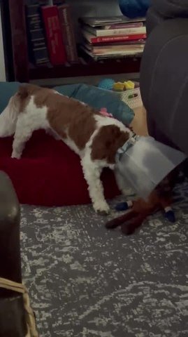 Puppy Tries to Play With Favourite Toy While Wearing Cone Around Neck