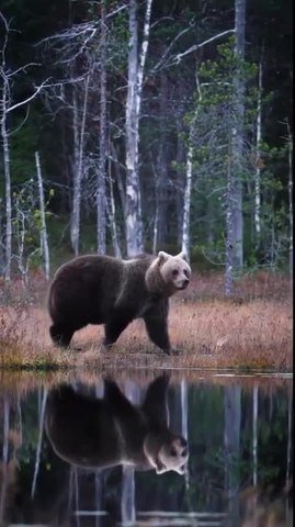 Bear Strolls Along Water Body in Finland