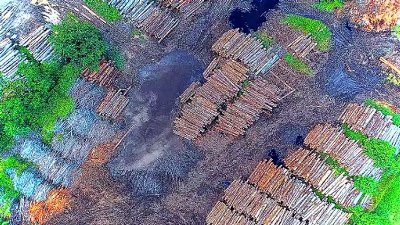 auto_deforestation_in_the_democratic_republic_of_07261141