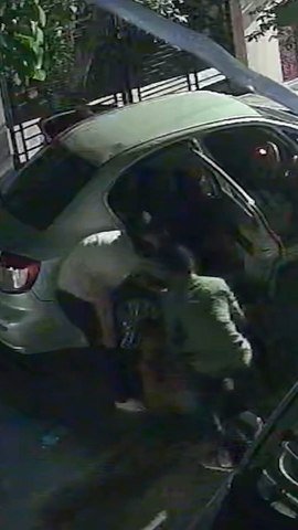 Unbelievable footage shows thieves forcing cow into car