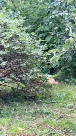Two Cats Fight Each Other