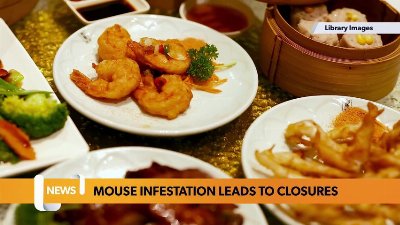 Mice and Egg Fried Rice? – Six Birmingham Chinese restaurants CLOSED due to infestation