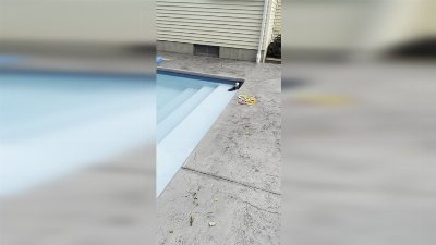 Family Rescues Baby Skunk Trapped in Swimming Pool