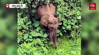 അതിരപ്പിള്ളിയിൽ ദാരുണ കാഴ്‌ച: തുമ്പിക്കൈ അറ്റ നിലയിൽ കാട്ടാനയെ കണ്ടെത്തി