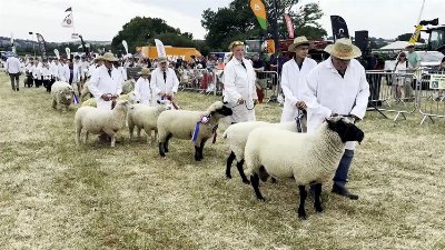 Livestock in the main ring at the Mid Devon Show, video Alan Quick IMG_6561