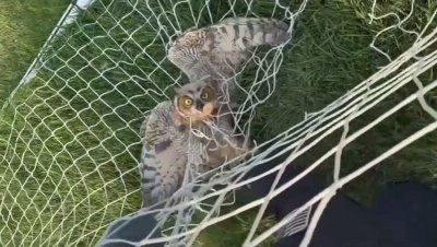 Watch: Bodycam captures dramatic rescue of owl trapped in goal net