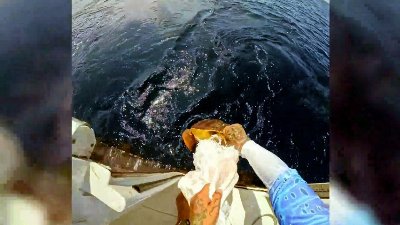 Team of Boaters Rescue Turtle Trapped in Plastic Waste at Sea