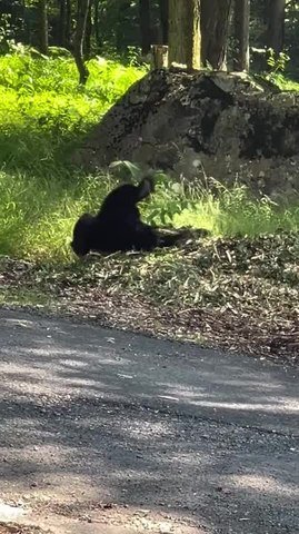 Young Bear Finds Endless Fun on Pile of Wood Chips