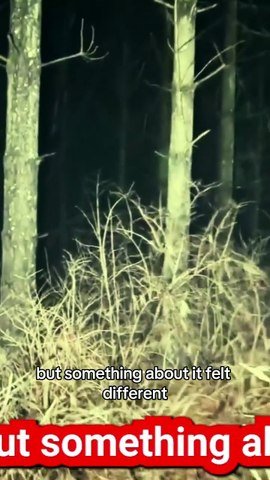 The scream returns, louder and more desperate, pulling me toward the highway