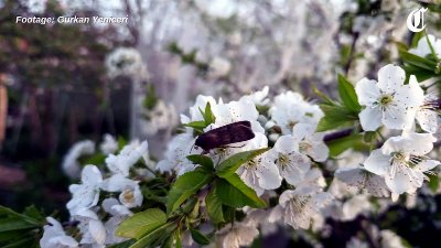The return of the Bogong moth